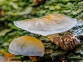 Commended_Porcelain-Fungus_Peter-Marrs