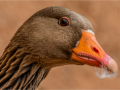 First_Greylag-Goose_Julie-Bridgwater