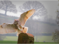 First_Owl-Descending._Sally-Hands
