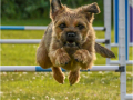 First_Terrier-Take-Off_Julie-Bridgwater