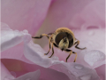 Highly-Commended_Drone-Fly_Sheila-Billingham