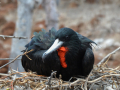 Highly-Commended_great-frigatebird-Fregata-minor-bare-land-new-life_Helen-Cox