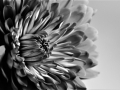 Second_Flower_Nick-Cooke