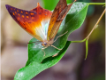 Third_Charaxes-Butterfly_Peter-Marrs