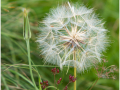 Commended_Giant-dandelion_Michael-Corfield