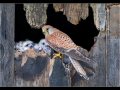 Second_female-kestrel-with-chicks_trevor-hunter-dpagb-efiap-bpe5