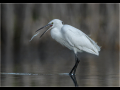 Second_little-egret_trevor-hunter-dpagb-efiap-bpe5
