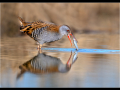 Third_water-rail_trevor-hunter-dpagb-efiap-bpe5