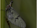 Second_May-Fly_Sheila-Billingham