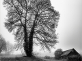 First_The-Old-Tree-Shed_Alan-Walter-McCormick