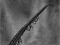 Highly-Commended_Lily-drops_Kay-Wroe-LRPS