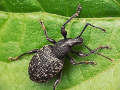 First_Vine-Weevil_Steve-Williams
