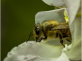 Highly-Commended_Bee-Emerging-From-Balsom-Flower_Sheila-Billingham