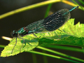 Second_Damsel-Fly_Steve-Williams