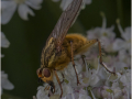 Third_Yellow-Dung-Fly_Sheila-Billingham
