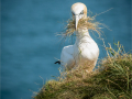 Highly-Commended_Gannet-with-nesting-material_Ele-Watts-CPAGB-BPE1