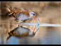 Third_water-rail_trevor-hunter-dpagb-efiap-bpe5