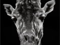Mike-Billingham_Giraffe_1