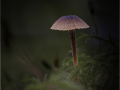 Mike-Billingham_Mica-Cap-Coprinellus-Micaceus_1