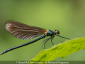 Richard-Chapman_1.-Beautiful-Demoiselle_1