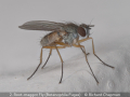 Richard-Chapman_2.-Root-maggot-Fly-Botanophila-Fugax_1