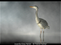 Trevor-Hunter_Juvenile-Grey-Heron_1