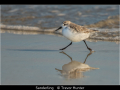 Trevor-Hunter_Sanderling_1