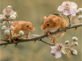 Highly-Commended_Harvest-Mice-chat_Robin-Elms