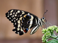 First_Butterfly-Citrus-Swollowtail_dugald-Holloway