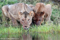 African-lions-by-Pat-Billyard