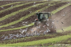 Autumn-Ploughing-by-Jill-Howe