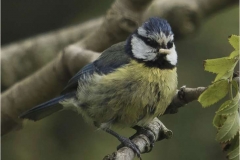 Blue-Tit-with-grub-by-Sheila-Billingham