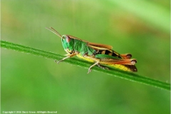 Common-Grasshopper-by-Barry-Green