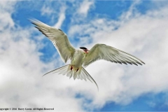 Common-Tern-by-Barry-Green