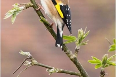 Goldfinch-on-Laburnum-by-Julie-Hall