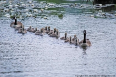 Goslings-by-Julie-Bridgwater