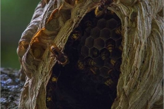 Hornets-nest-by-Rebekah-Nash