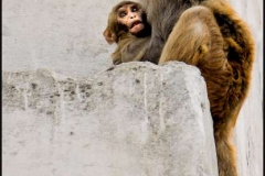 Rhesus-Macaque-Monkey-by-Jan-Harris