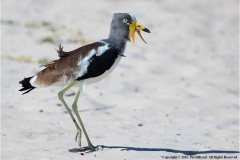 White-Crowned-Lapwing-by-Pat-Billyard