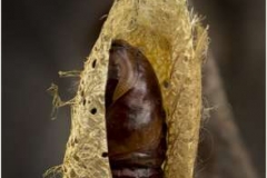 Atlas-Hawk-Moth-Pupae-by-Sheila-Billingham