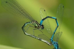 Azure-Damselflies-Coenagrion-puella-by-Richard-Chapman-1