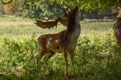 Fallow-Deer-by-Julie-Bridgwater