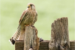 Female-Kestrel-Wild-and-Free-by-Julie-Hall