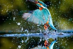 Kingfisher-Alcedo-atthis-by-Richard-Chapman