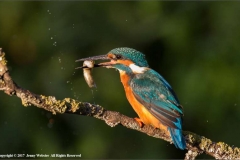 Kingfisher-by-Jennifer-Webster