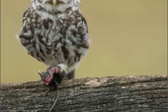 Little-owl-with-mouse-by-Jenny-Webster