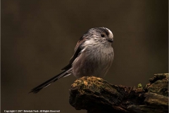 Long-Tail-Tit-by-Rebekah-Nash-1