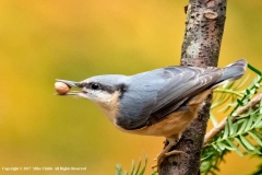 Nuthatch-by-Mike-Childs