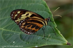 Tiger-Longwing-by-Sue-Davis