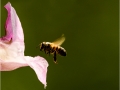 Bee in Flight by Rebekah Nash